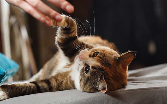 Eine kleine Katze spielt.